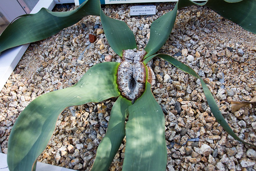 [111228_UCBG_Welwitschia-mirabilis_01%255B2%255D.jpg]