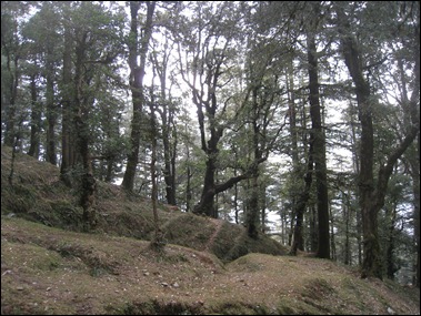 Oak and Deodor Forest of Hanuman