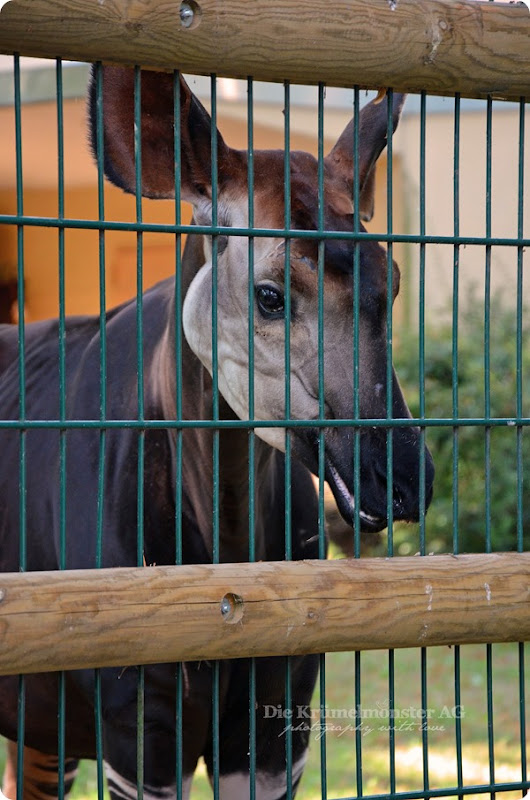 Zoo Frankfurt Okapi 150813