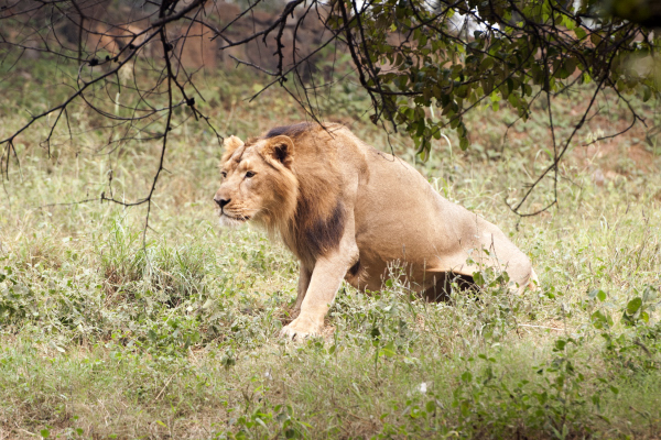 Asiatic lion | Project Noah