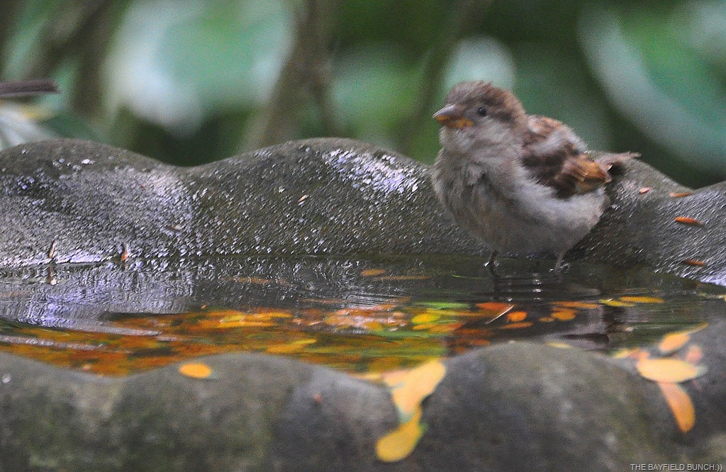 [DSC_0009%255B3%255D.jpg]