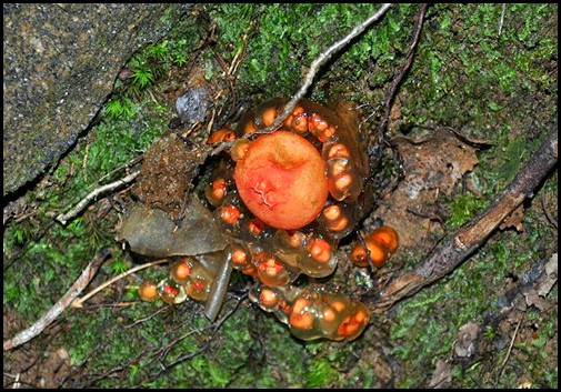 20k - Vogel SP - Bear Hair Trail - Stalked Puffball-in-Aspic