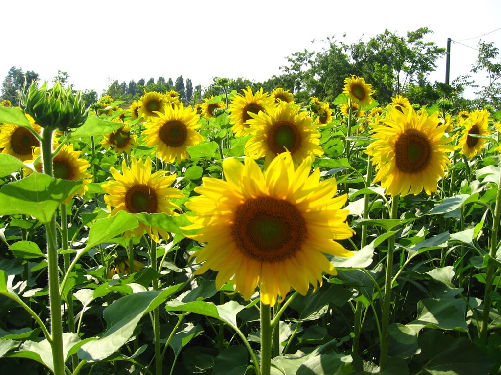 [sunflower1%255B4%255D.jpg]