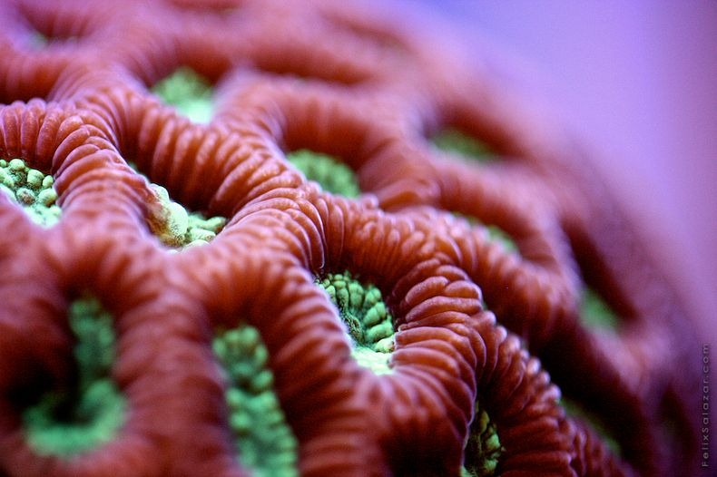 corals-4