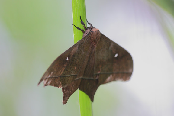 Saturniidae : probablement Imbrasia epimethea DRURY, 1772. Réserve Écologique du Mont Koup, Nyasoso (Cameroun), 6 mars 2012. Photo : Timothy Boucher