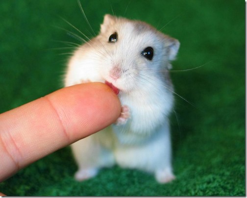 hamster grande imagen (17)