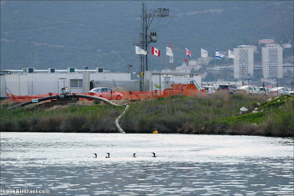 LookAtIsrael.com - Восстановление реки Кишон | Recovering Kishon river | שיחזור נחל קישון