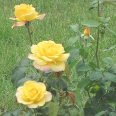 cape cod 6.12 yellow roses
