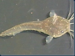 PENYAKIT YANG MENYERANG IKAN KELI KELI SABAH Blog PENYAKIT YANG MENYERANG IKAN KELI KELI SABAH Blog