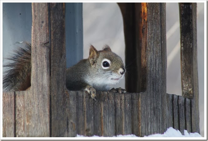 squirrel 2.14 044