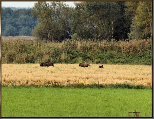 IMG_6962 IMG_6962