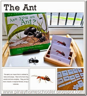 The Ant Learning Pack