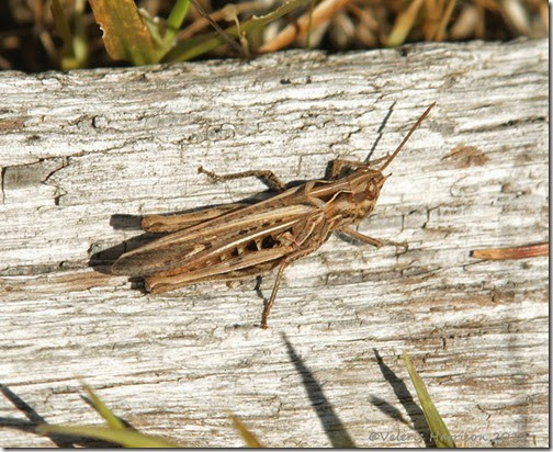 Common Field Grasshopper-1