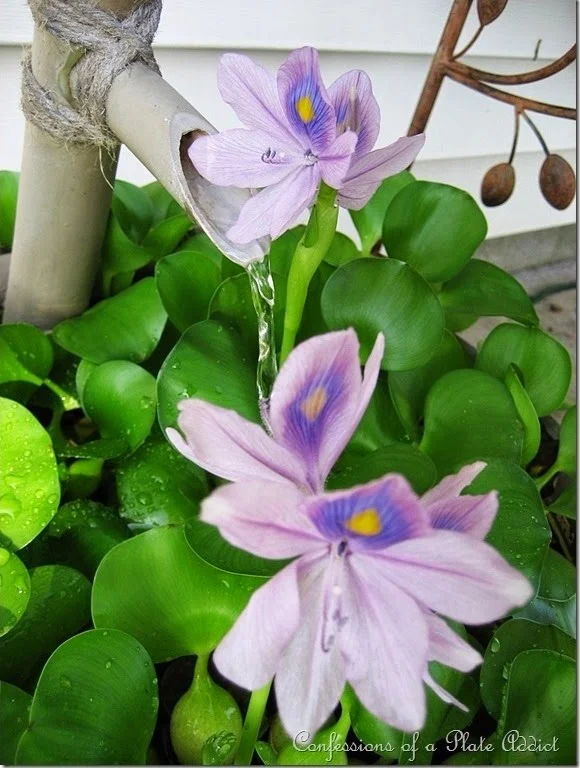 CONFESSIONS OF A PLATE ADDICT Water Hyacinths