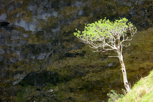 OBLIGATORY PICTURE OF WELL-LIT TREE @ LOCHAN NAM BREAC