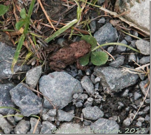 26-tiny-toad