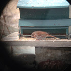 Fox Sparrow