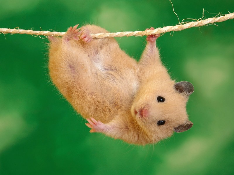 [hamster%2520grande%2520imagen%2520%252812%2529%255B2%255D.jpg]