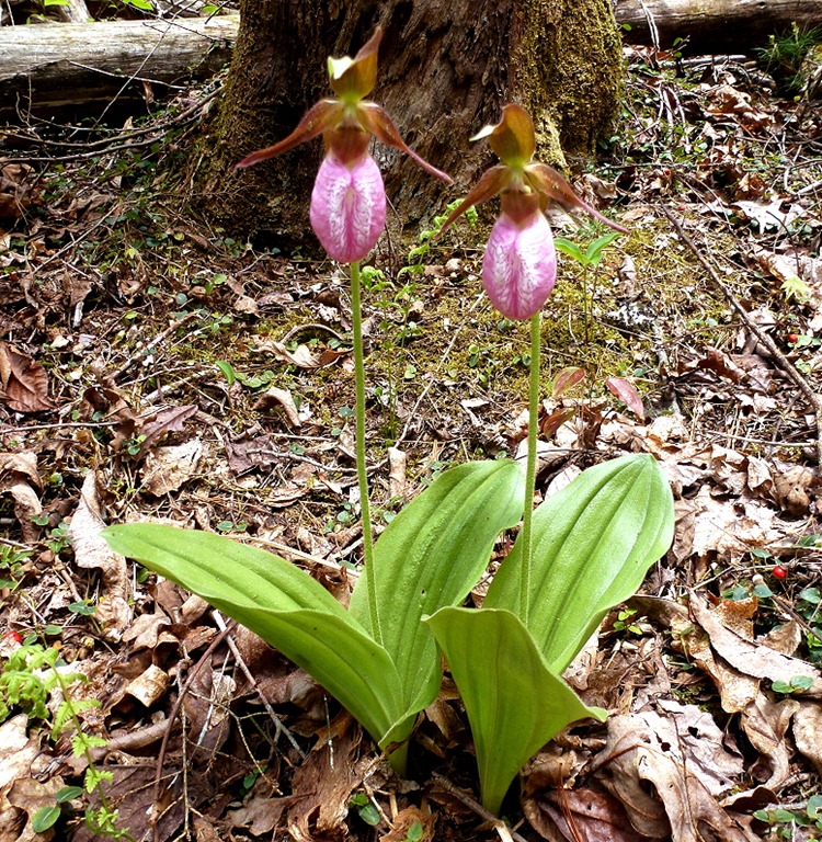 [04---Spring-Wildflowers---Pink-Lady-%255B11%255D.jpg]