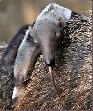 Amazing Animals Pictures Anteater (9)