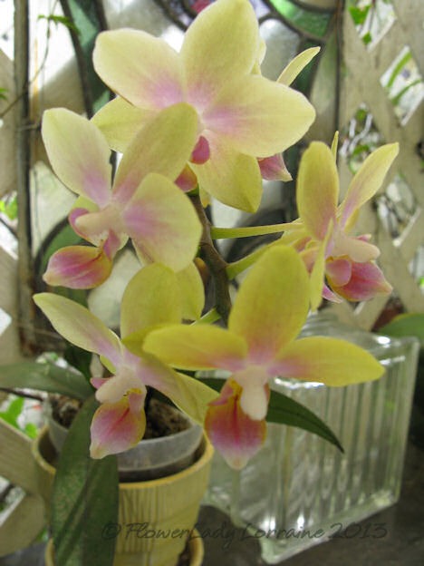 [03-14-unkn-bday-orchid%255B5%255D.jpg]
