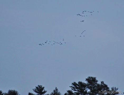 18. ducks in flight-kab