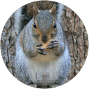 CensoredSquirrel .s profile picture