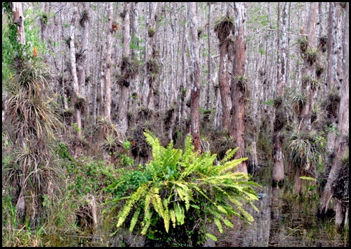 16d - Cypress Swamp Bromelaids