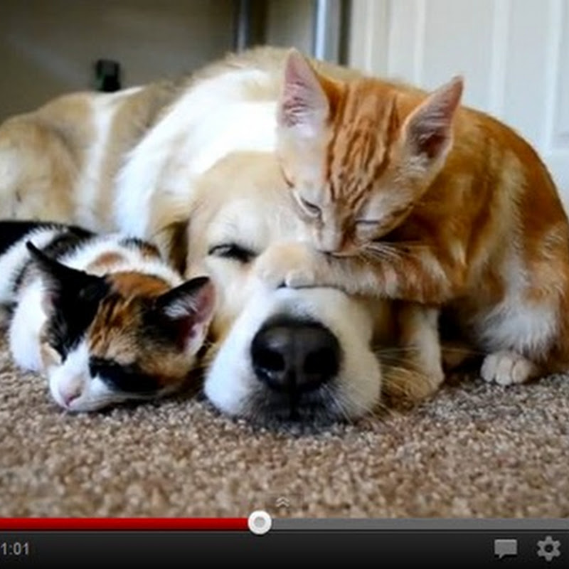 Σκυλάκι κοιμάται μαζί με γατάκια