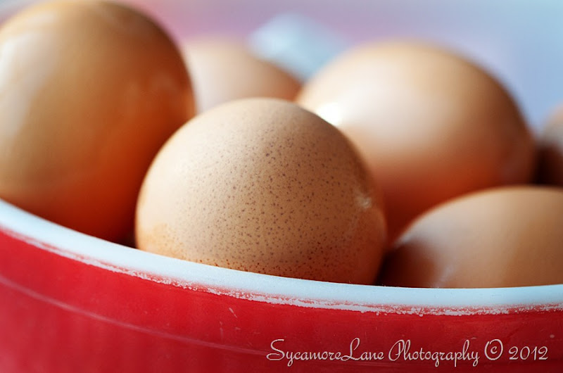 eggs-SycamoreLane Photography