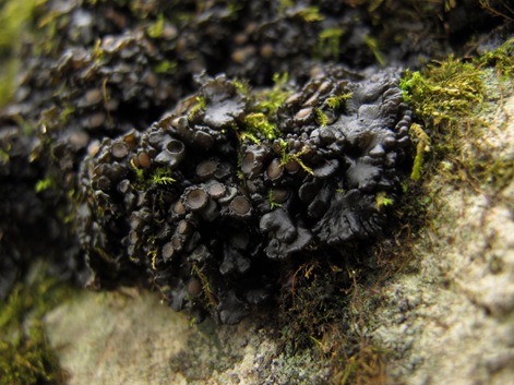jelly lichen close