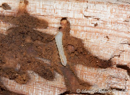 9-2014-02-20_larva Aegosoma scabricorne_Varenna (84)