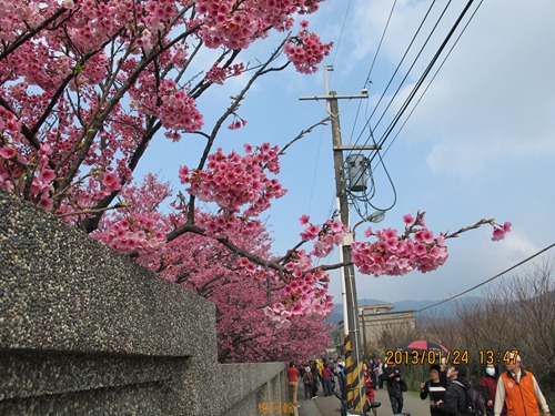 平菁街42巷寒櫻 - 207