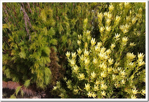 120211_UCSC_Arboretum_Leucadendron-laureolum- -Rhodocoma-capensis_02