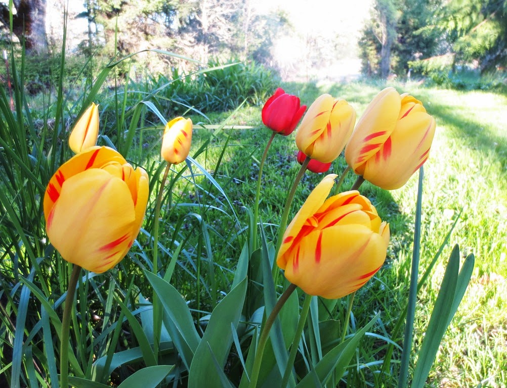 [tulips2%255B3%255D.jpg]