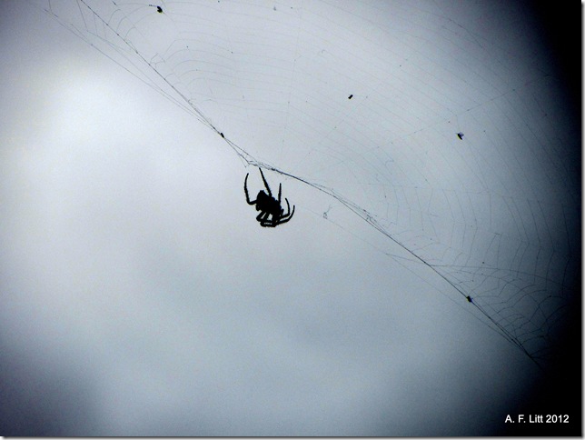 Spider.  Holly Ridge.  Gresham, Oregon.  March 3, 2012.  Photo of the Day, March 3, 2012.