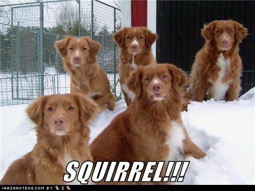 [funny-dog-pictures-squirrel%255B3%255D.jpg]