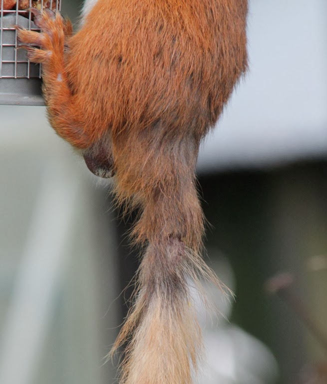 [red-squirrel-injured-tail-2%255B5%255D.jpg]