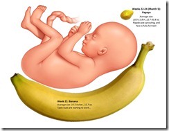 Fetal Size Chart wk21-24