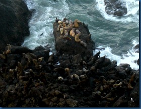 Sea lions (3)
