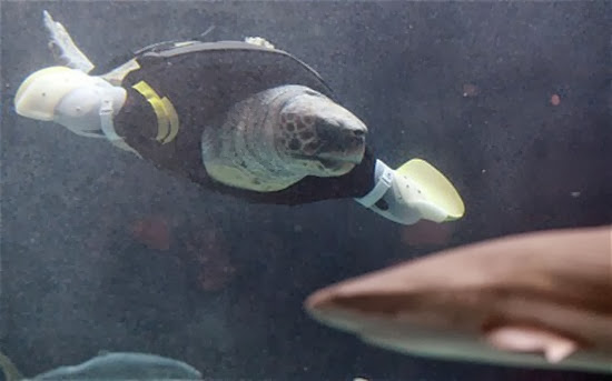 Yu, an approximately 25-year-old female ...Yu, an approximately 25-year-old female loggerhead turtle, swims after receiving her 27th pair of artificial front legs at the Suma Aqualife Park in Kobe on February 12, 2013. Yu lost her front legs during a shark attack. AFP PHOTO / TOSHIFUMI KITAMURATOSHIFUMI KITAMURA/AFP/Getty Images