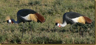 Masai Mara - Crested Cranes - wide 2