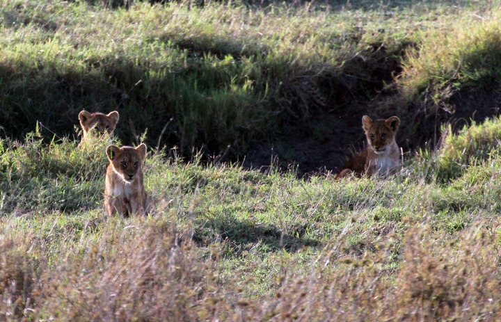 [October-18-2012-3-lion-cubs3.jpg]