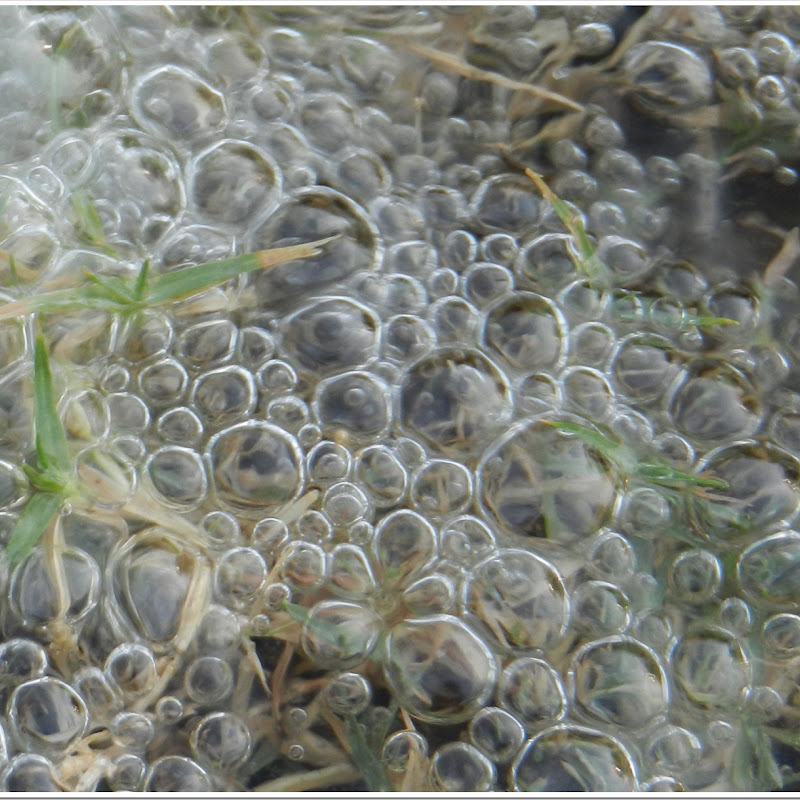 Bubbles on surface of Water in Grass