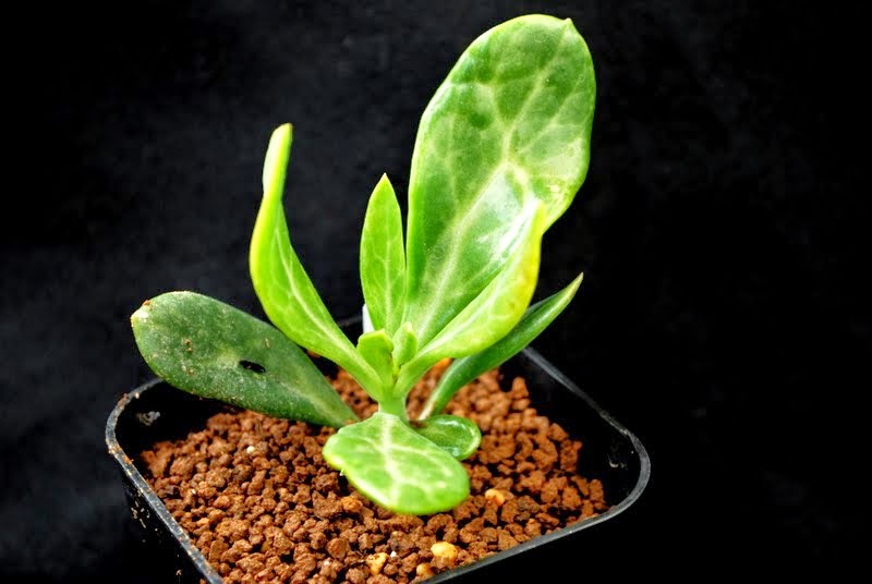 サボテン 多肉植物ビッグバザール15年 春で購入した植物の記録 と謎のマメ ボタニカログ