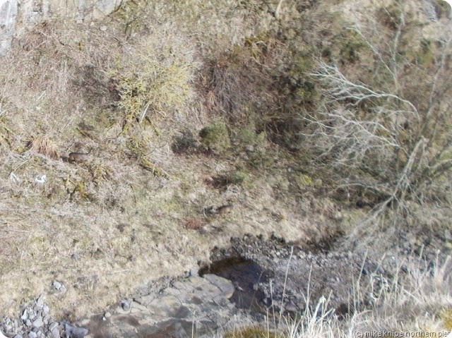 two deer from above in this pic..somewhere
