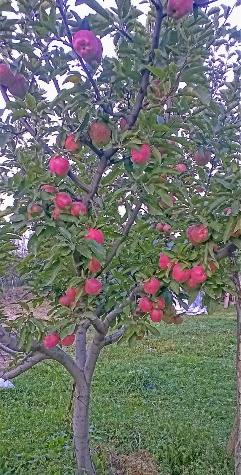 Apple Garden Kashmir Fasci Garden