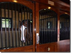 Duffy in his stable
