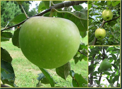 orchard collage