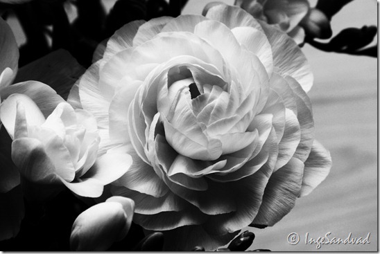 hvid blomst - high contrast